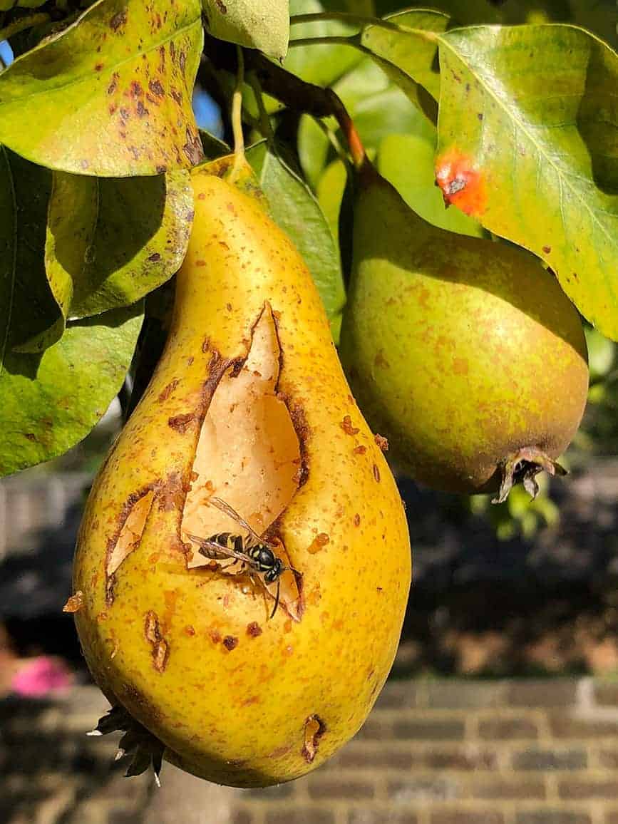 Pear-Garden-Wasp