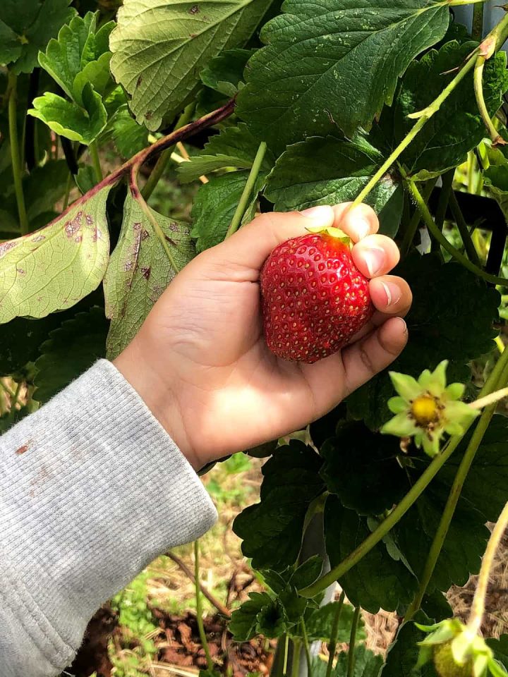 July Strawberries at Sharnfold farm