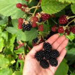 A hand holding freshly picked blackberries