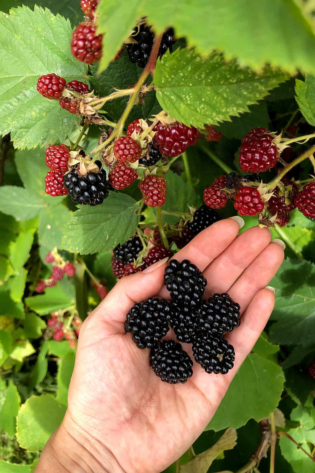 A hand holding freshly picked blackberries